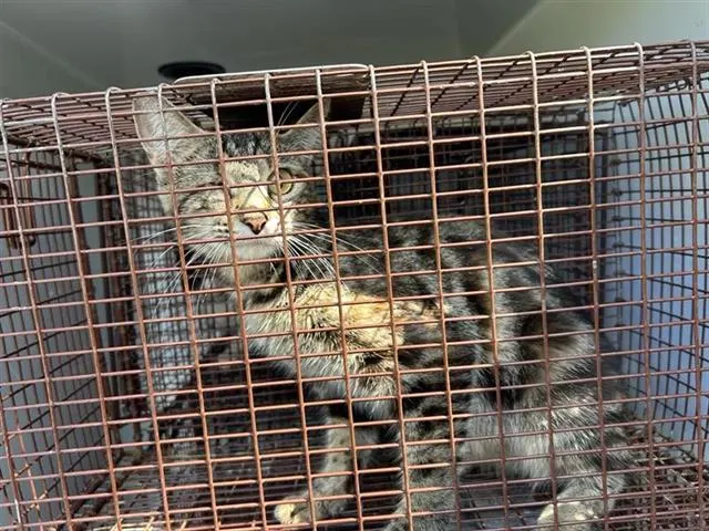 Adoptable Cat