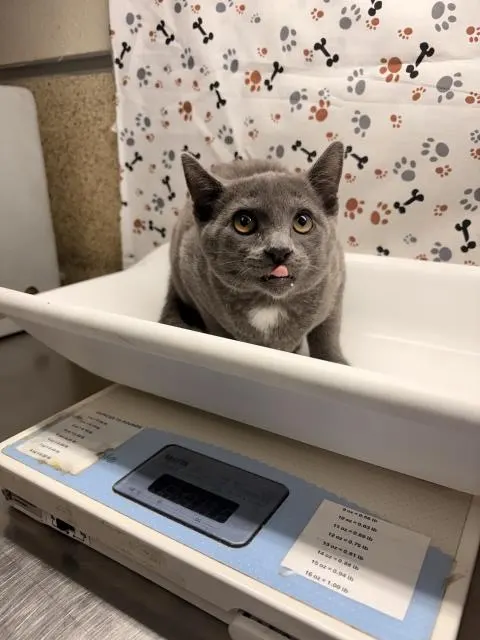 Mochi