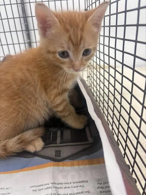 Marco