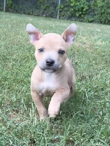 Josie