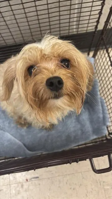 Adoptable Dog