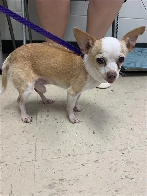 Adoptable Dog