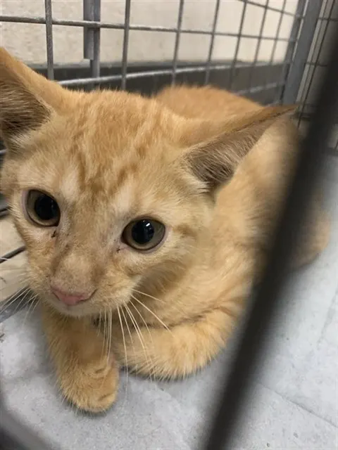 Adoptable Cat