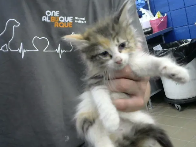Katty