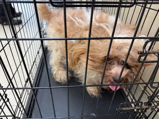 Biscuit