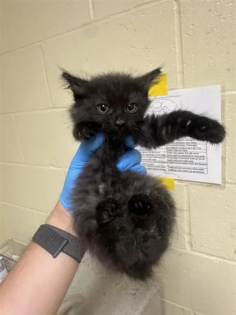 Adoptable Cat
