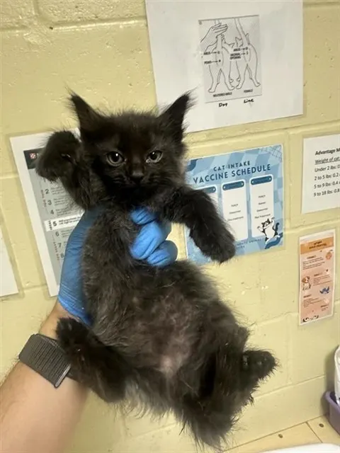 Adoptable Cat