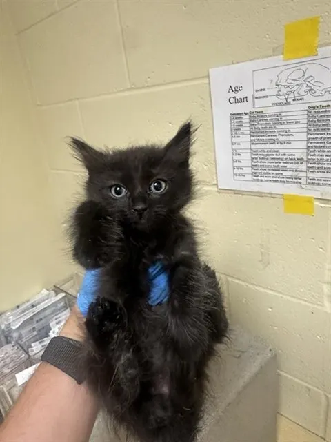 Toothless