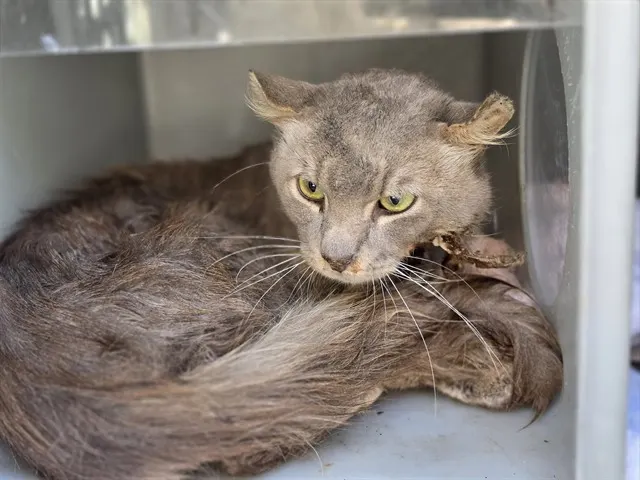 Adoptable Cat