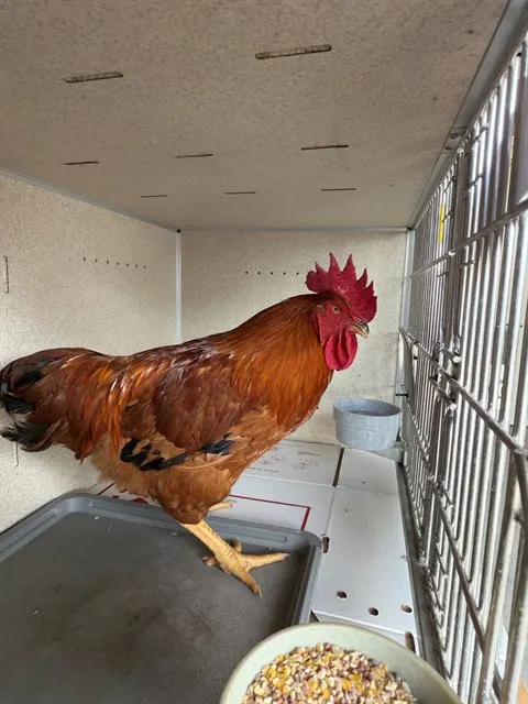 Adoptable Bird