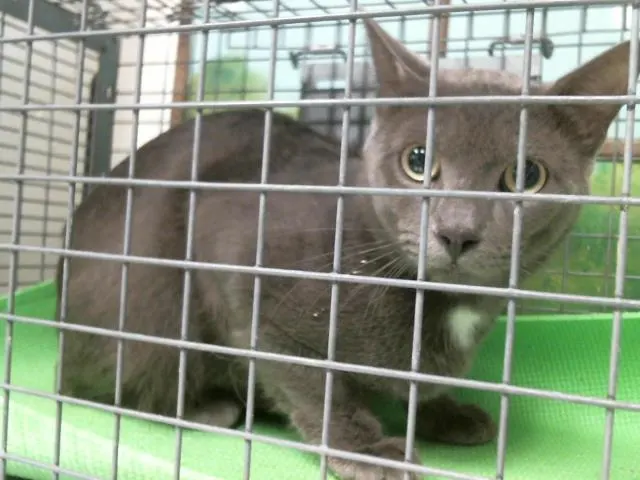 Adoptable Cat