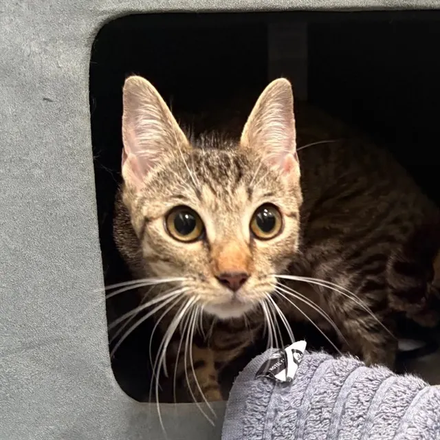 Adoptable Cat