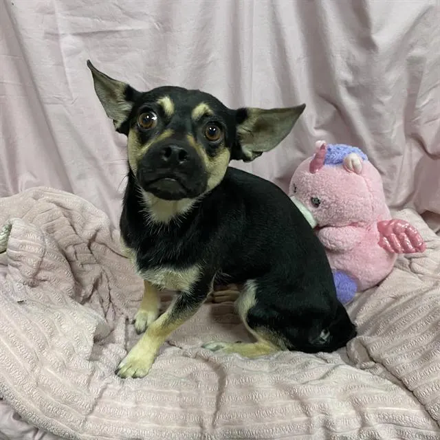Adoptable Dog