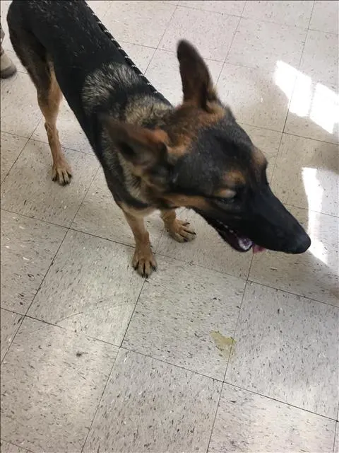Joyce