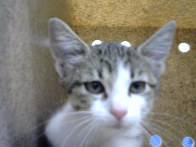 Reed