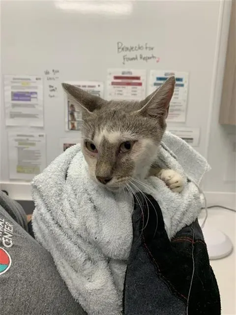 Adoptable Cat