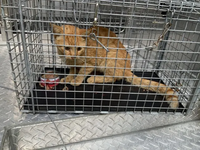 Adoptable Cat