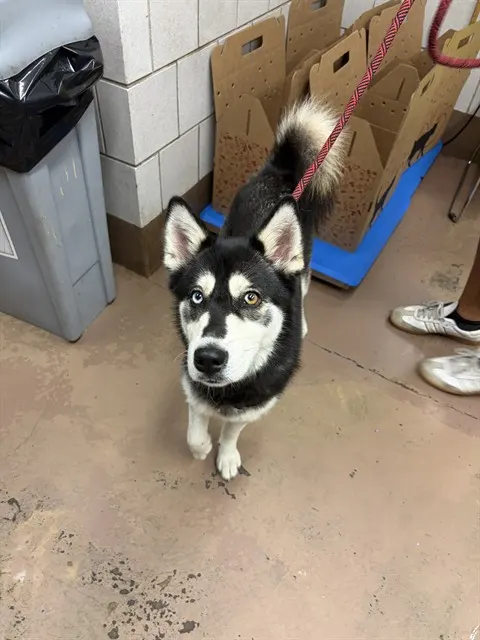Adoptable Dog