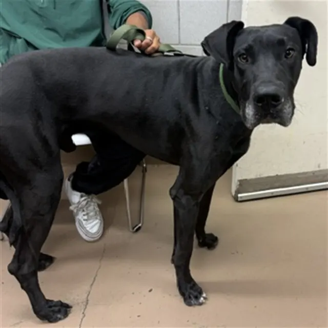 Adoptable Dog