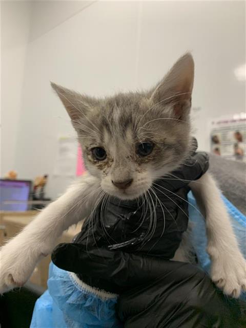 Adoptable Cat