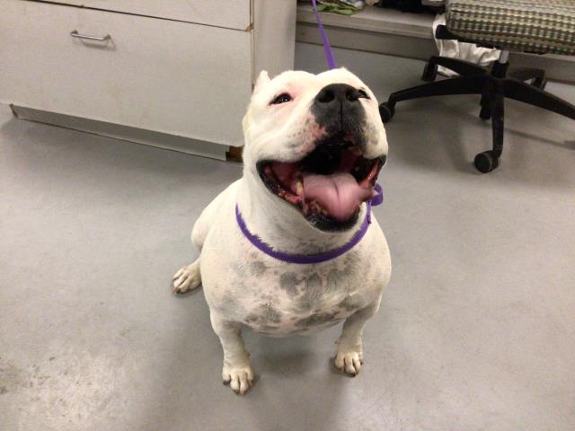 Adoptable Dog