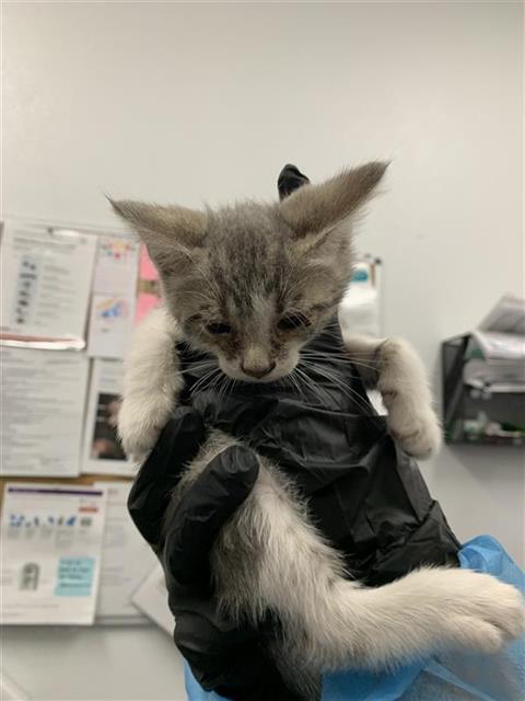 Adoptable Cat