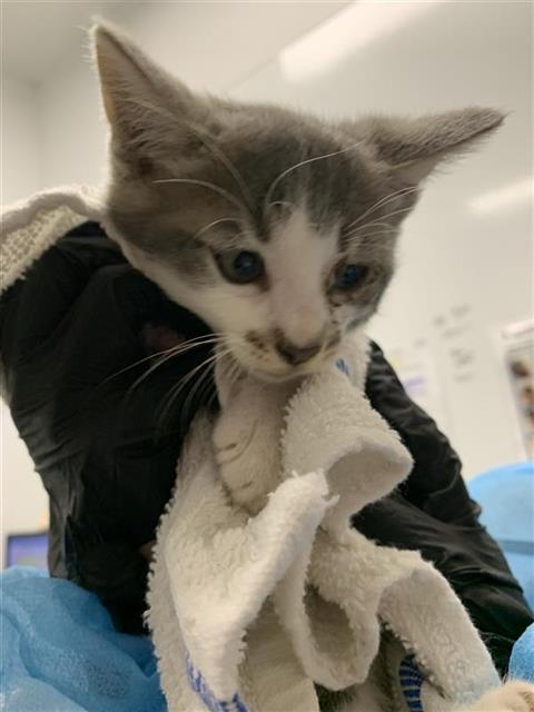 Adoptable Cat
