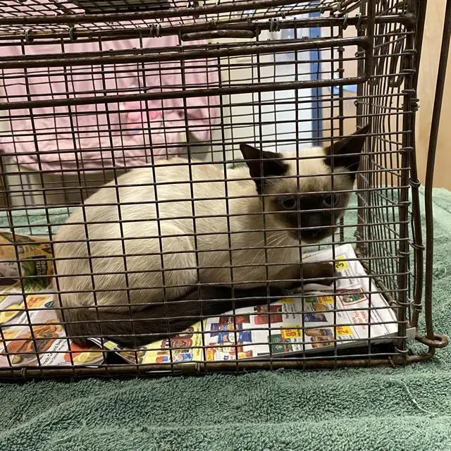 Adoptable Cat