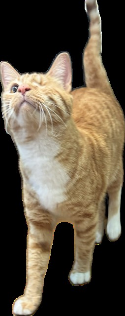 One Eye Willy
