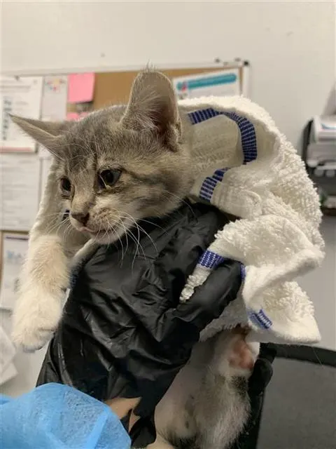 Adoptable Cat