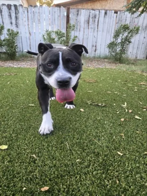 Mosa