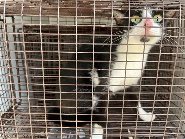 Adoptable Cat