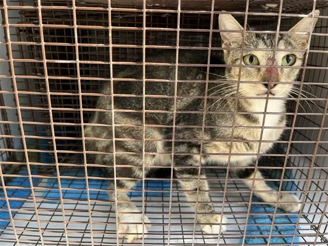 Adoptable Cat