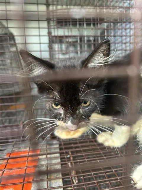 Adoptable Cat