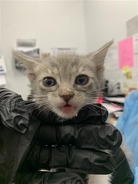 Adoptable Cat