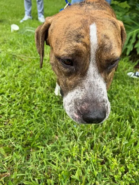 Sebastion