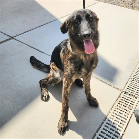Stella
