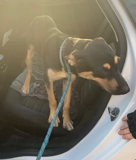 Adoptable Dog
