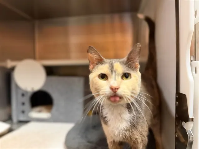 Auntie Teefs