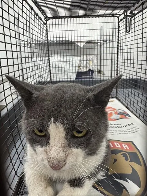 Adoptable Cat