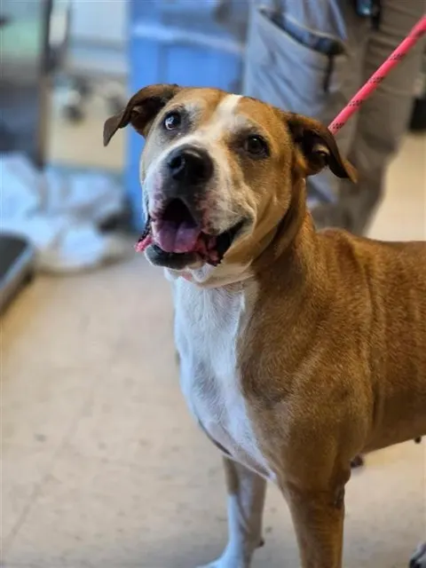 Adoptable Dog