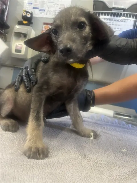 Adoptable Dog