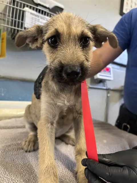 Adoptable Dog