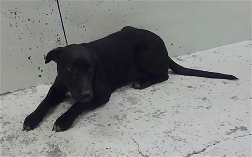 Adoptable Dog