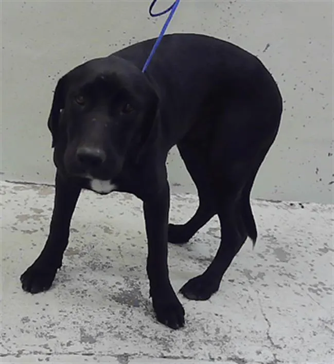 Adoptable Dog