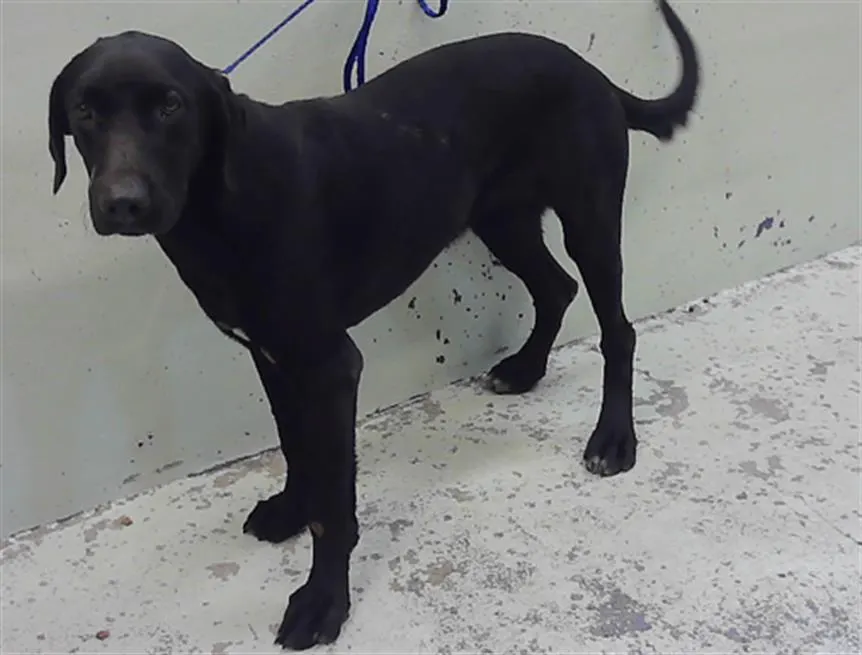 Adoptable Dog