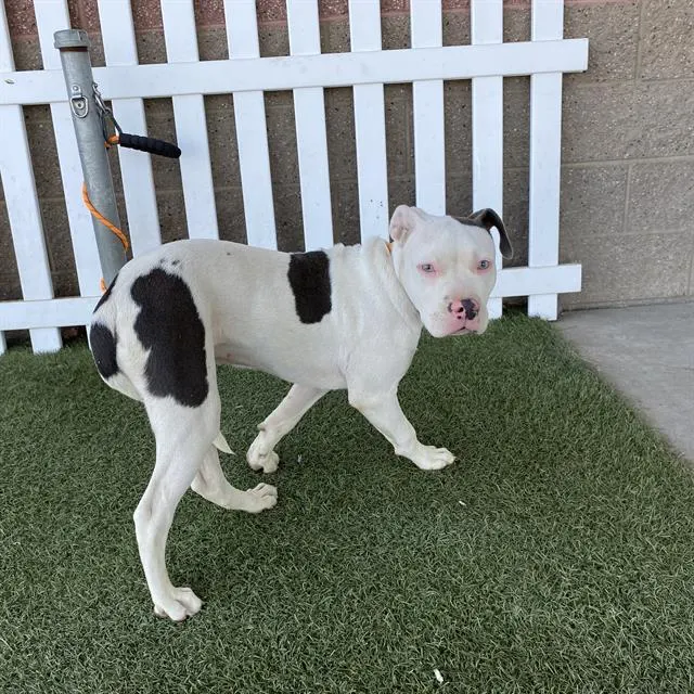 Adoptable Dog
