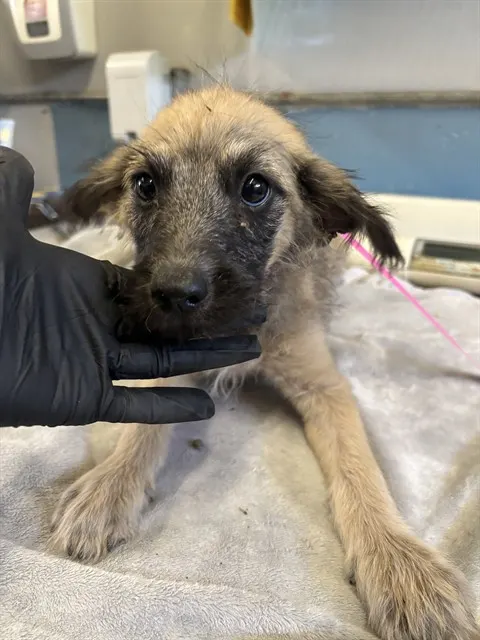 Adoptable Dog