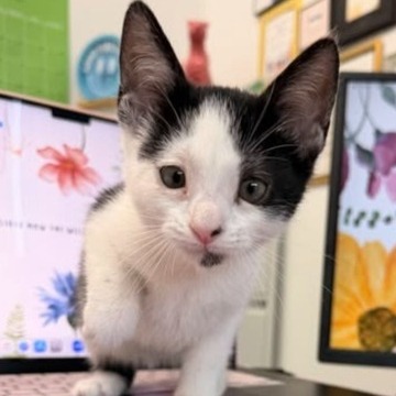 Willow