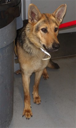 Adoptable Dog